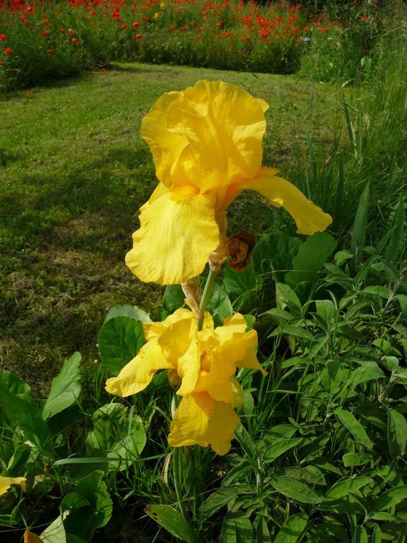 Maison D'Hotes Les Coquelicots จีแวร์นี ภายนอก รูปภาพ